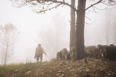 Liturgia e Homilias no XXXIV Domingo Comum A 2020