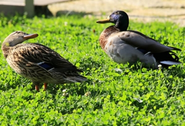 Zasem dace tem face congue